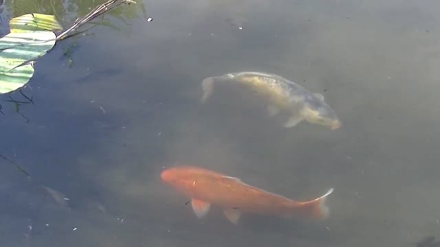 Enchanting Lake: Ornamental Fish and Turtles Dancing in the Water"