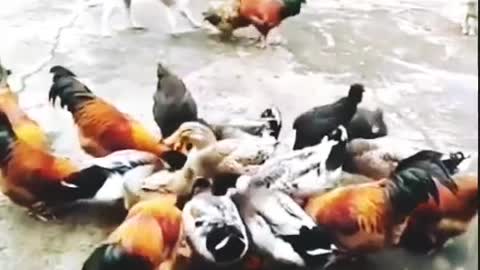 Chicken vs dog fight funny dog fight