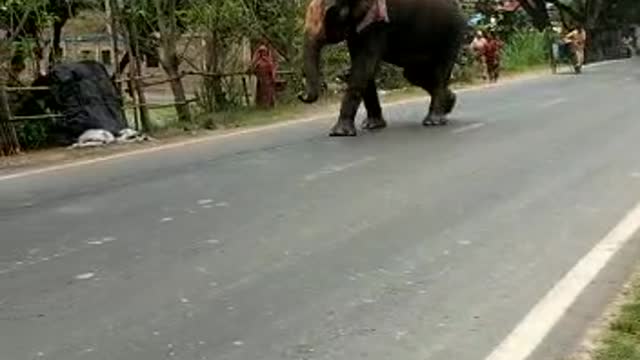 Earn Taka By Elephant on Bangladeshi Highway.