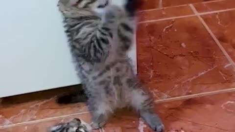 Small kittens playing like pro with wired balloon