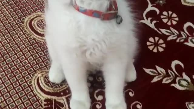 Cat funny videos latest