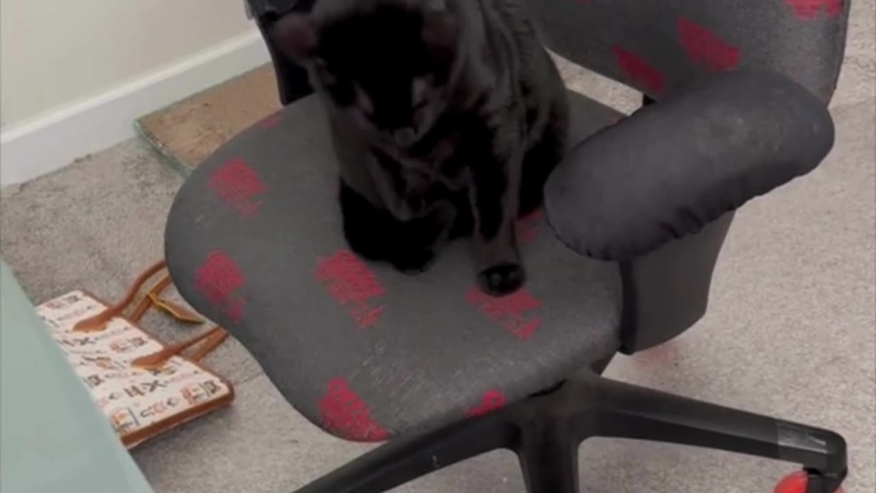 Adopting a Cat from a Shelter Vlog - Cute Precious Piper Shows How to Make an Office Loaf #shorts