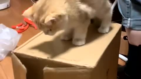 Angry cat hugs the curtain and can't come down, its owner is helpless