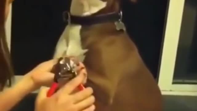 Dramatic pit bull faints while the owner tries to cut its nails