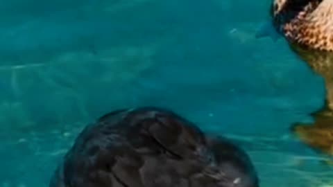 Beautiful duck
