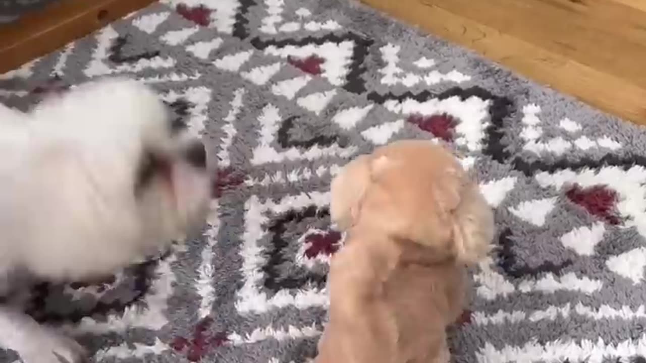 Funny videos, funny animals Hub, funny cats and dogs reactions, 🐕😄😂, performance 🤣funny 🐕😄