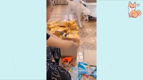 Cute Puppies 😍 Cute Funny and Smar