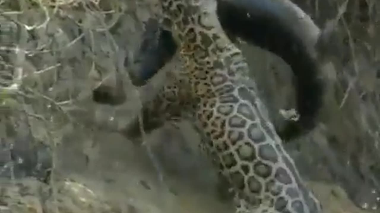 Jaguar Hunts Crocodile