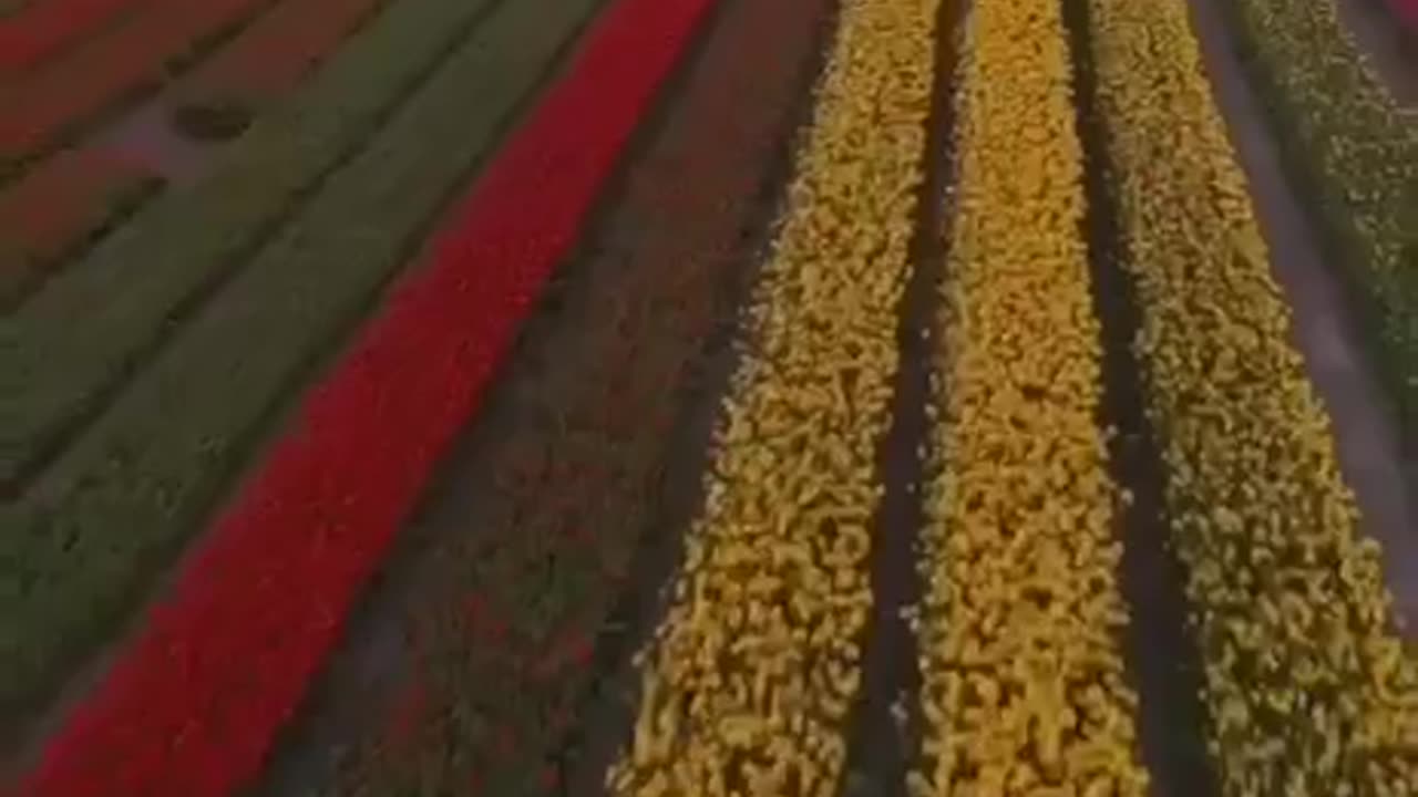 Flower fields in the Netherlands