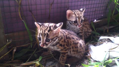 cute kitten Asian Leopar Cat