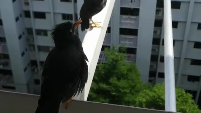 Cheeky Talkative Cute Hungry Common Mynah bird (Indian Mynah)in my kitchen