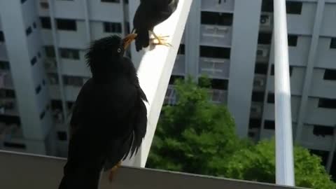 Cheeky Talkative Cute Hungry Common Mynah bird (Indian Mynah)in my kitchen