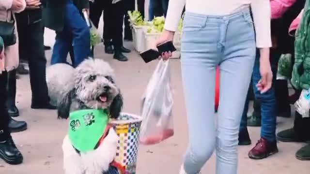 Dog fun funny funniest