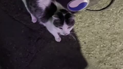 Street cat who likes people