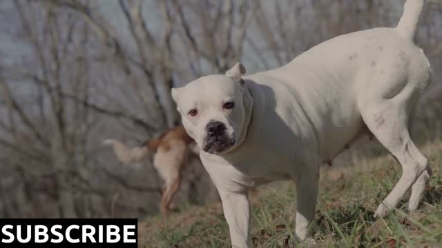 Angry dogs trying to bite another