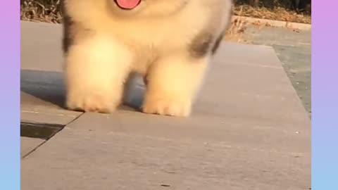 #Funny and Cute Dog Video Compilation_