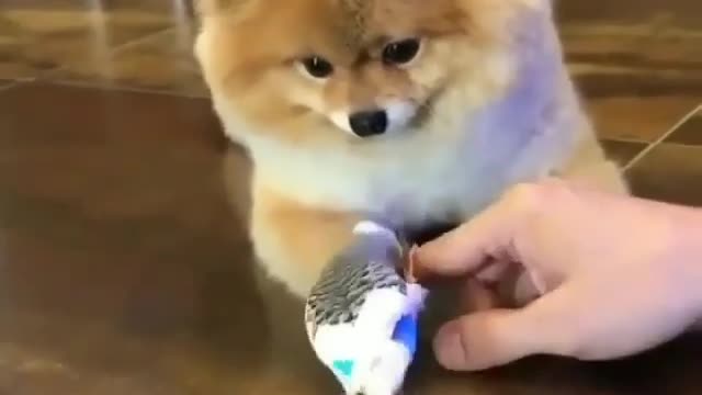 They all say that it's a puppy that deceives people, but a puppy won't deceive people.