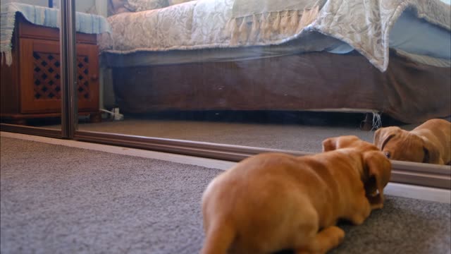 A dog sees himself for the first time in a mirror and goes crazy