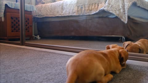A dog sees himself for the first time in a mirror and goes crazy