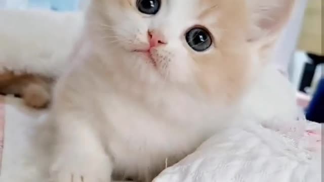 cats.videoss Omg so cutee 😍