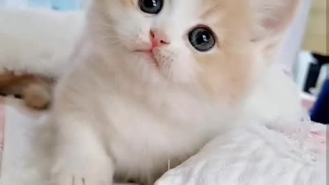 cats.videoss Omg so cutee 😍