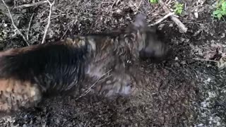 Dog Gives Himself a Mud Bath