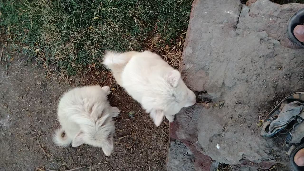 "Tiny Explorers: Puppies' Quest to Conquer Heights"