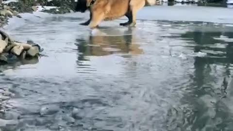 My dog ​​suffers from ice the first time