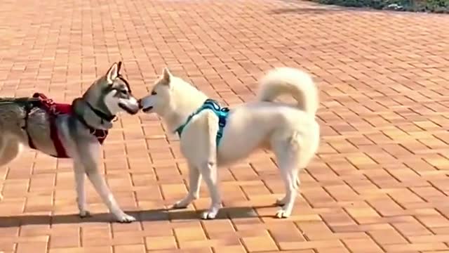 Be a happy silly dog, animal into essence, funny animals, funny videos,, fantastic animals
