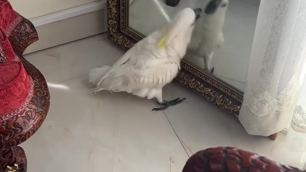 birds,bird,funnybirds,parrot,parrot talking,funny parrots tik tok,birds