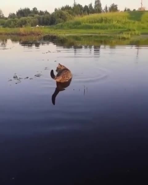 And your cat is capable of this😅А ваш кот на такое способен😅