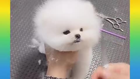 Cute baby dog