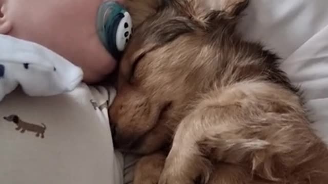 The dog sleeps with the baby