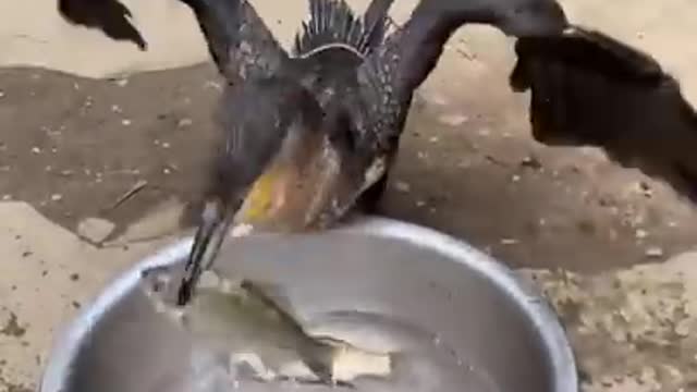 Great cormorant is a bird that eat the whole fish instantly