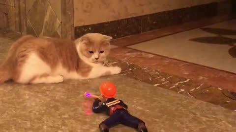 Cat scared a toy funny cat video