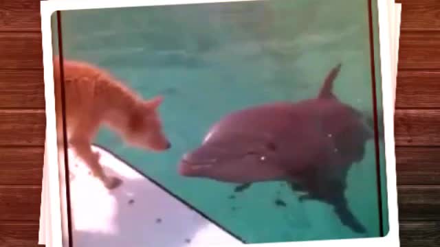 nature in action awesome dog and dolphin attitude against shark