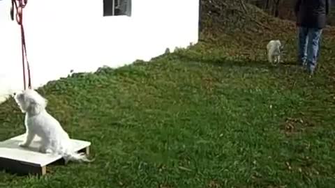 Dog training learn how to train your dogs
