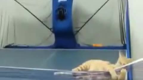 Cat ,Playing .,Table Tennis Funny Video