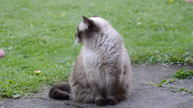 British shorthair blue eyes cat