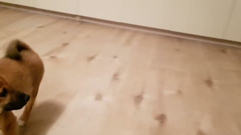 A puppy can't control his excitement after seeing his owner