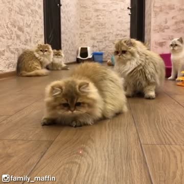 Fluffy Cats vs Laser Pointer