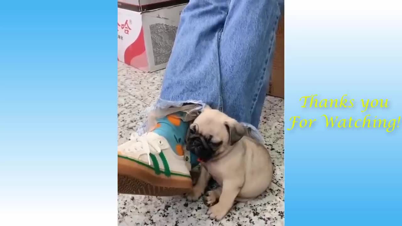 funny cats and puppies crazy trick