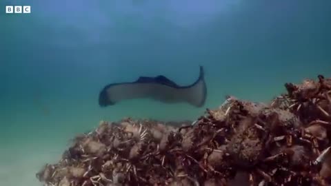 Army of Crabs Protect Spy Robot From Stingray