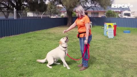 Free dog training series ! Lesson 1 how to teach your dog