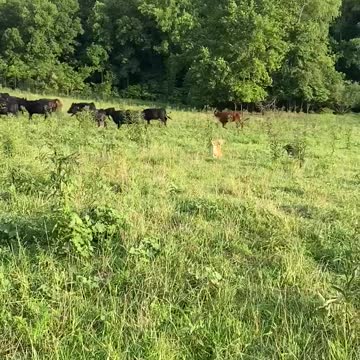 Gator and Sassy Intro To Cattle Four