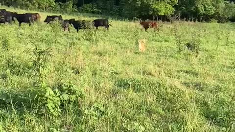 Gator and Sassy Intro To Cattle Four