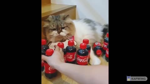 Funny Animals- - Best Of The 2022 Funny Animal Videos