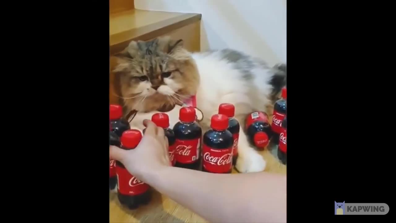 Funny Animals- - Best Of The 2022 Funny Animal Videos
