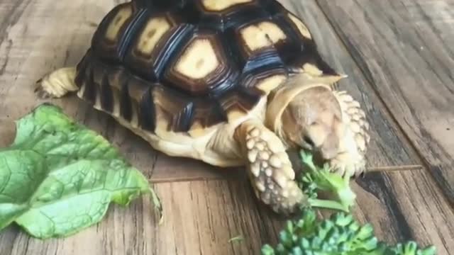 Turtle and brokkoly