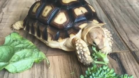Turtle and brokkoly